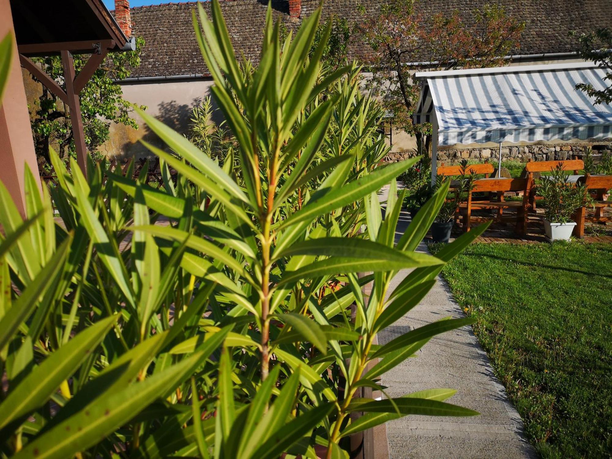 Turul -Kuca Za Odmor- Apartamento Korod Quarto foto